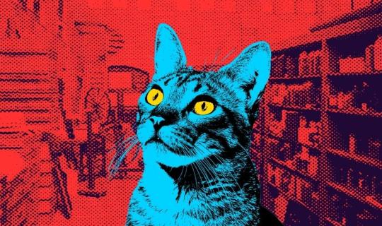 O GATO